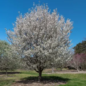 Snowgoose Flowering Cherry Tree - Live Plant, White Blooms, 2.5