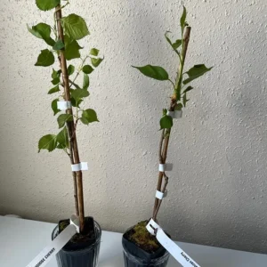 Snowgoose Flowering Cherry Tree - Live Plant, White Blooms, 2.5