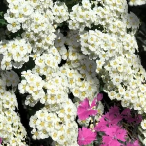 Snowmound Spirea Live Shrub – 1 Quart Pot, 6-12" Tall – White Flowers, Outdoor - Image 2