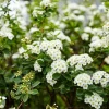 Snowmound Spirea Live Shrub – 1 Quart Pot, 6-12" Tall – White Flowers, Outdoor - Image 1