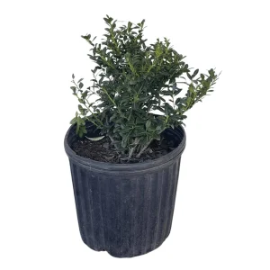 Soft Touch Japanese Holly Tree - Ilex Crenata - 1 Gallon Live Plant - Evergreen Shrub - Image 1