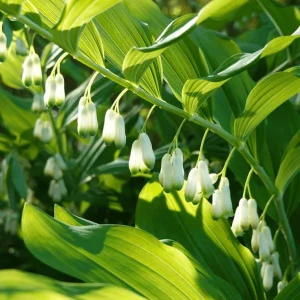 Solomon's Seal Bare-root Plant - Hardy Perennial Herb for Shade - Image 1