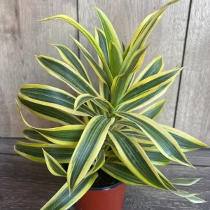 Song of India Dracaena Reflexa Live Plant – 4