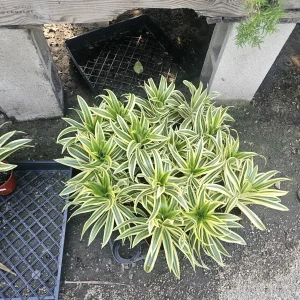 Song of India Dracaena reflexa Live Plant – 4in Pot – Indoor Foliage - Image 2