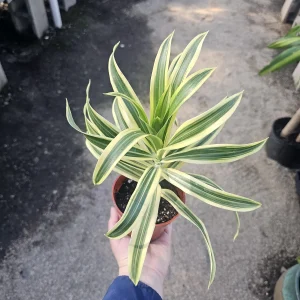 Song of India Dracaena reflexa Live Plant – 4in Pot – Indoor Foliage - Image 1