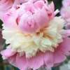 Sorbet Peony Bareroot Plant - 2-3 Eye - Double Light Pink & Cream Blooms - Image 1