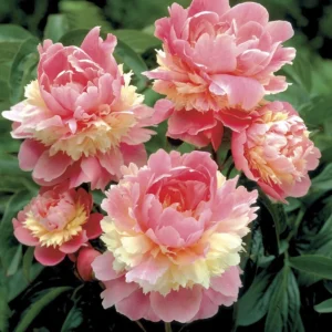 Sorbet Peony Bareroot Plant - 2-3 Eye - Double Light Pink & Cream Blooms - Image 2