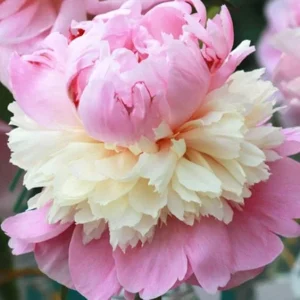 Sorbet Peony Bareroot Plant, 2-3 Eye, Pink & Cream Blooms, Outdoor - Image 1