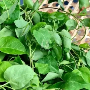 Sour Leaf Vine Plant - Live Cây Lá Giang - 3 Feet Tall - Edible Herb - Image 2