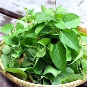 Sour Leaf Vine Plant - Live Cây Lá Giang - 3 Feet Tall - Edible Herb - Image 3