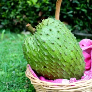 Soursop Guanabana Live Plant - 1 Foot Tall, Annona Muricata, 6 inch Pot - Image 1