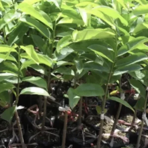 Soursop Tree Live Plant Annona Muricata Graviola Guanabana 18-25 inches Tall Tropical Outdoor - Image 1