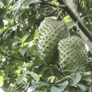 Soursop Tree Live Plant - Annona Muricata Graviola Guanabana - 18-25 inches Tall - Image 6