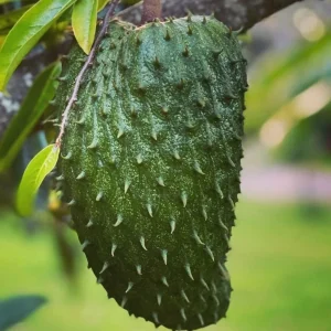 Soursop Tree Live Plant (Guanabana) - 1/2 Gallon Pot - Annona muricata - Image 1