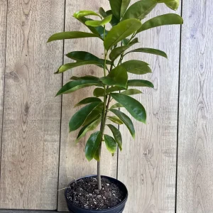 Soursop Tree Live Plant (Guanabana) - 1/2 Gallon Pot - Annona muricata - Image 4