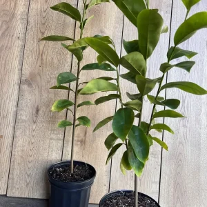 Soursop Tree Live Plant (Guanabana) - 1/2 Gallon Pot - Annona muricata - Image 8