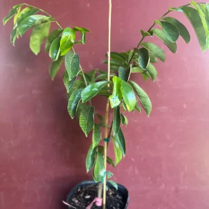Soursop Tree Live Plant – Guanabana – Annona Muricata – 3 Gallon Pot – Tropical - Image 8