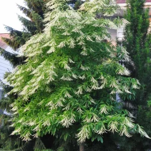 Sourwood Tree (Oxydendrum Arboreum) Bare-Root Plant – Fall Color - Image 2