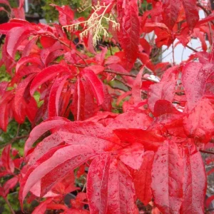 Sourwood Tree (Oxydendrum Arboreum) Bare-Root Plant – Fall Color - Image 3