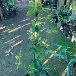 South African Jasmine Live Plant - Fragrant Vine, 1 ft Tall, in 1 Gallon Pot - Image 2