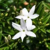 South African Jasmine Live Plant - Fragrant Vine, 1 ft Tall, in 1 Gallon Pot - Image 1