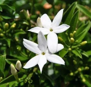 South African Jasmine Live Plant - Fragrant Vine, 1 ft Tall, in 1 Gallon Pot - Image 1