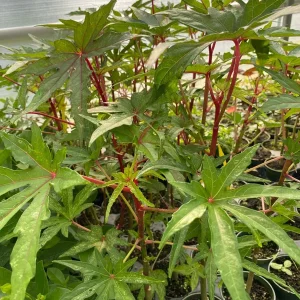 South Sea Salad Tree Live Plant – Half Gallon – Indoor/Outdoor - Image 2