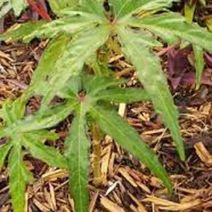 South Sea Salad Tree Live Plant – Half Gallon – Indoor/Outdoor - Image 3