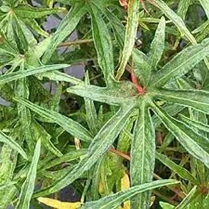 South Sea Salad Tree Live Plant – Half Gallon – Indoor/Outdoor - Image 1