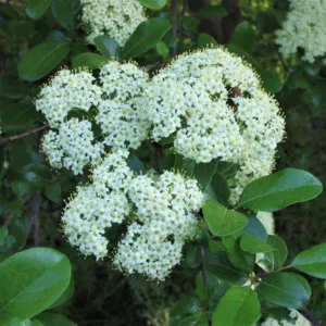 Southern Black Haw Viburnum Live Plant - Quart Pot - Native Shrub - Image 2