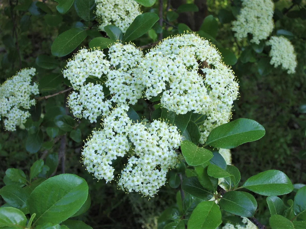 Southern Black Haw Viburnum Live Plant - Quart Pot - Native Shrub - Image 2
