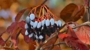 Southern Black Haw Viburnum Live Plant - Quart Pot - Native Shrub - Image 3
