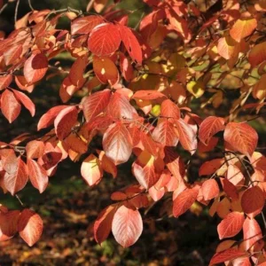 Southern Black Haw Viburnum Live Plant - Quart Pot - Native Shrub - Image 1