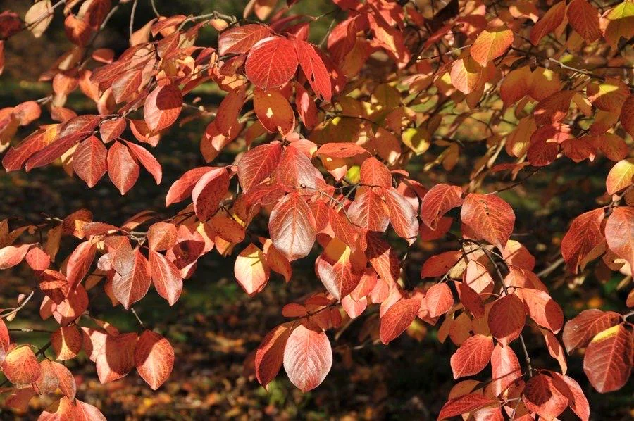 Southern Black Haw Viburnum Live Plant - Quart Pot - Native Shrub - Image 1