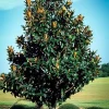 Southern Magnolia Tree Bare-root - 2-Pack, Fragrant White Flowers, Outdoor - Image 1