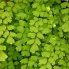 Southern Maidenhair Fern Live Plant – 4" Tall – Ships in 3" Pot – Indoor/Outdoor - Image 1