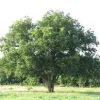 Southern Pecan Tree Bareroot 12-24" – Nut Producing Shade Tree – Outdoor Live Plant - Image 1
