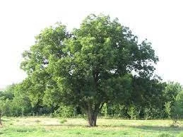 Southern Pecan Tree Bareroot 12-24" – Nut Producing Shade Tree – Outdoor Live Plant - Image 1