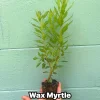 Southern Wax Myrtle Live Plant – Myrica cerifera Evergreen Shrub 10-20+ ft Outdoor - Image 1