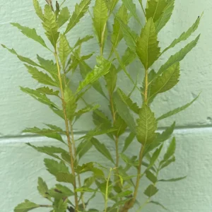 Southern Wax Myrtle Live Plant – Myrica cerifera Evergreen Shrub 10-20+ ft Outdoor - Image 4