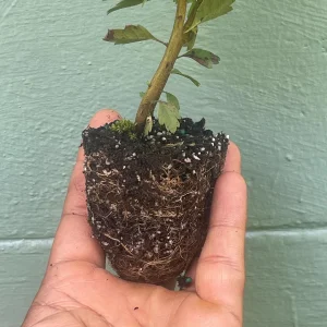 Southern Wax Myrtle Live Plant – Myrica cerifera Evergreen Shrub 10-20+ ft Outdoor - Image 5