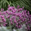 Spanish Lavender Frost Pink Live Plant - 4 inch Pot - Fragrant Outdoor Flower - Image 1