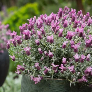 Spanish Lavender Frost Pink Live Plant - 4 inch Pot - Fragrant Outdoor Flower - Image 3