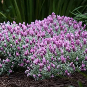 Spanish Lavender Frost Pink Live Plant - 4 inch Pot - Fragrant Outdoor Flower - Image 5