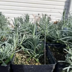 Spanish Lavender Frost Pink Live Plant - 4 inch Pot - Fragrant Outdoor Flower - Image 6