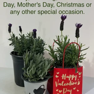 Spanish Lavender Plant Live – Lavandula Stoechas – Fragrant Shrub – 4 inch Pot - Image 10