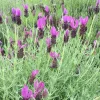 Spanish Lavender Plant Live – Lavandula Stoechas – Fragrant Shrub – 4 inch Pot - Image 1