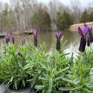Spanish Lavender Plant Live – Lavandula Stoechas – Fragrant Shrub – 4 inch Pot - Image 2