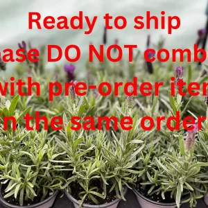 Spanish Lavender Plant Live – Lavandula Stoechas – Fragrant Shrub – 4 inch Pot - Image 3