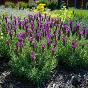Spanish Lavender Plant Live – Lavandula Stoechas – Fragrant Shrub – 4 inch Pot - Image 4